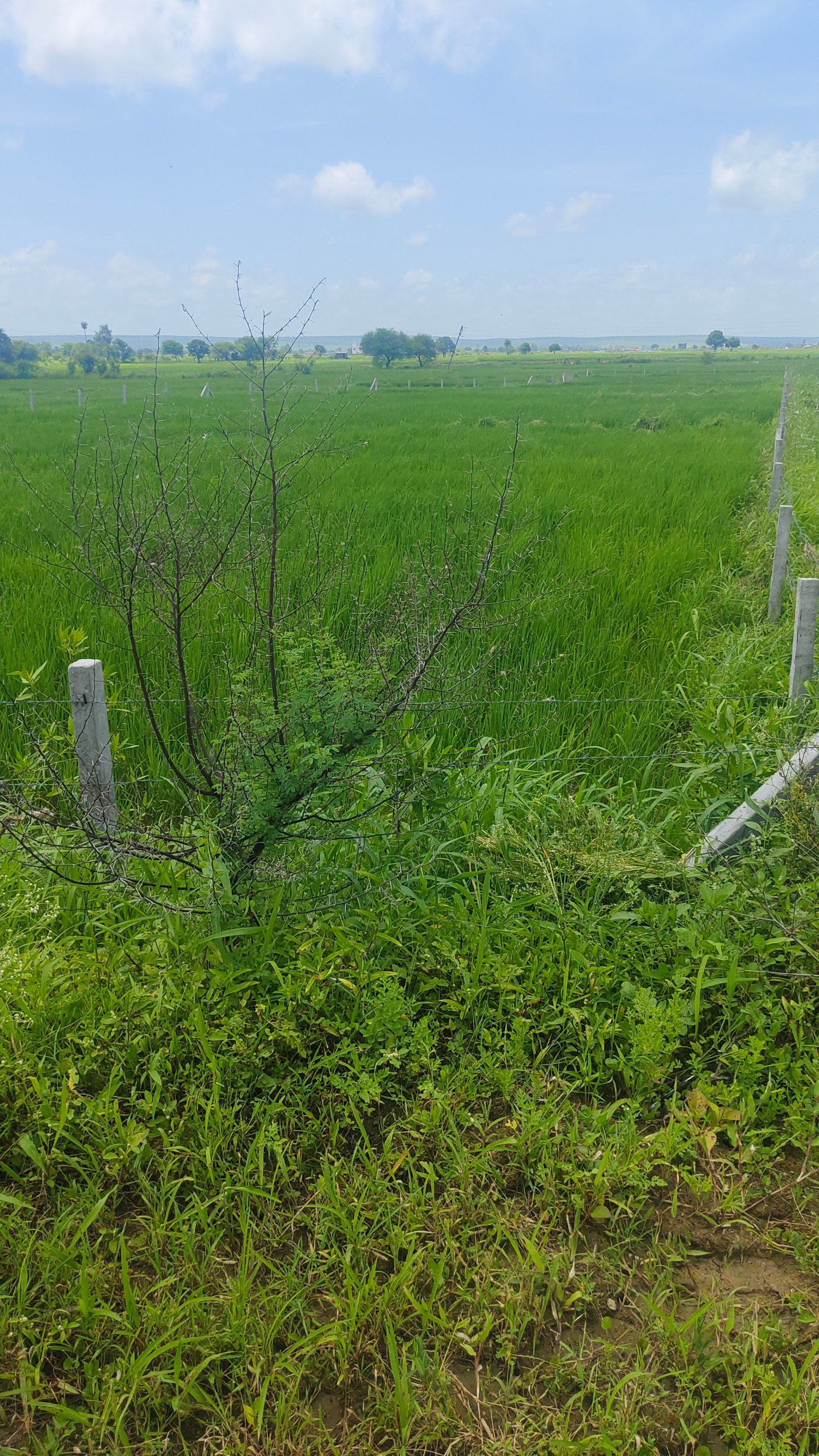 2 acre agriculture/commercial land for sale