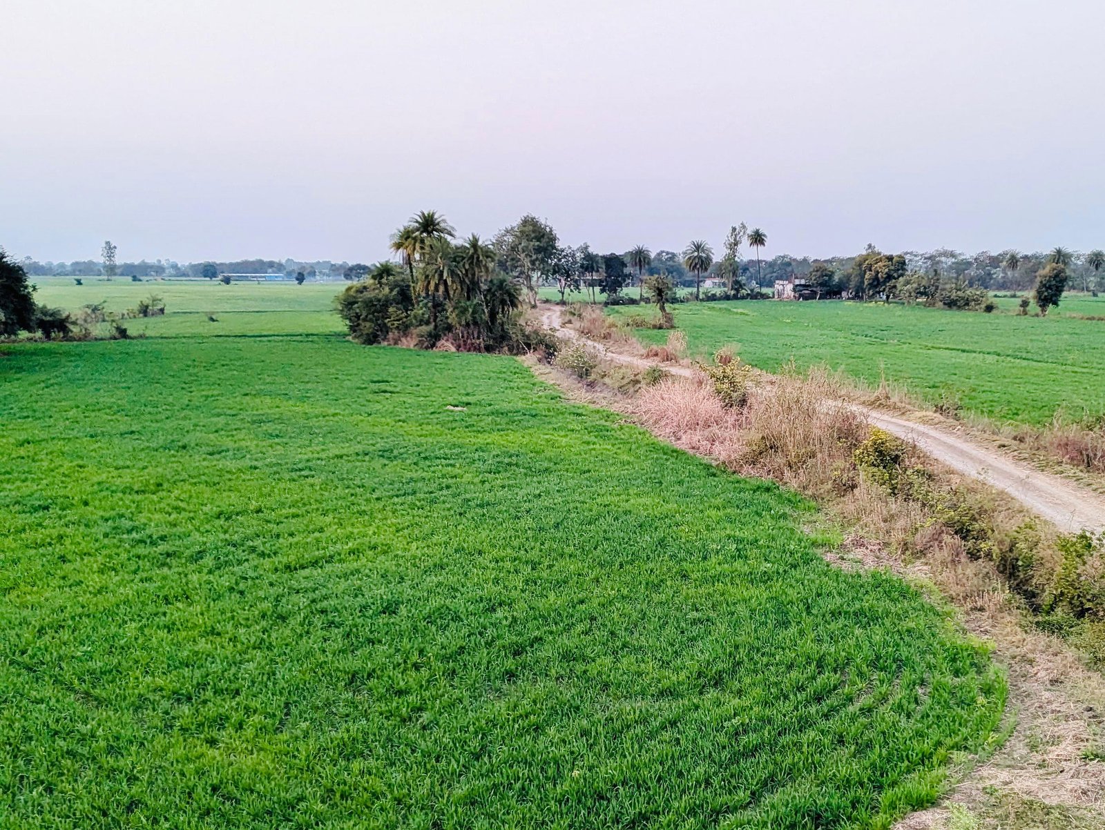 Farm Land View