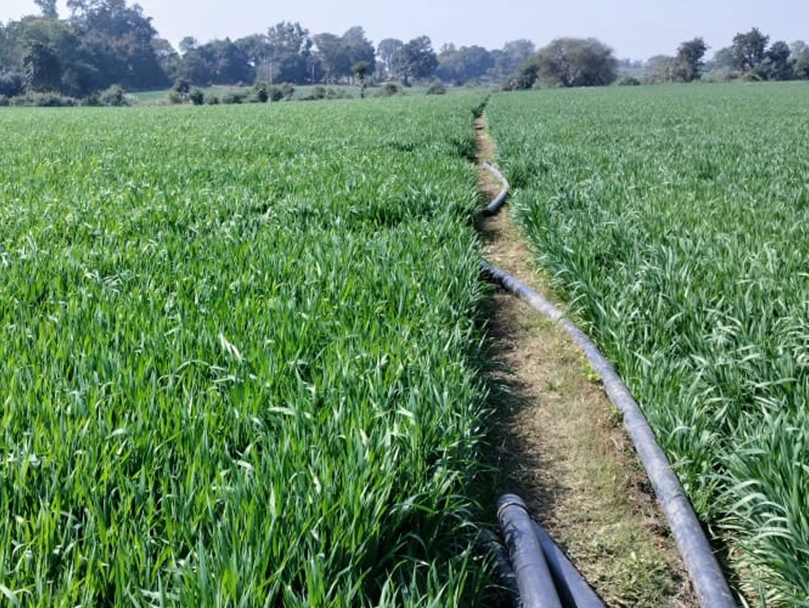 Agriculture Land View